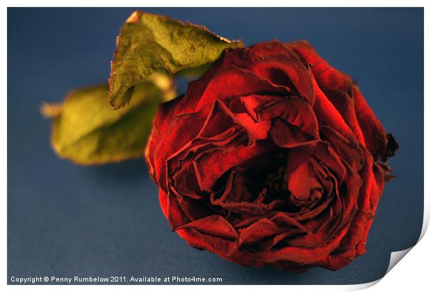 red rose Print by Elouera Photography