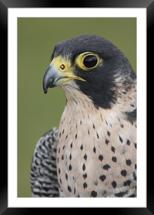 Peregrine Falcon (Falco peregrinus) Framed Mounted Print by Christopher Grant