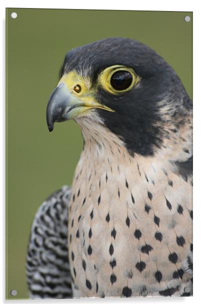 Peregrine Falcon (Falco peregrinus) Acrylic by Christopher Grant