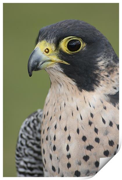 Peregrine Falcon (Falco peregrinus) Print by Christopher Grant