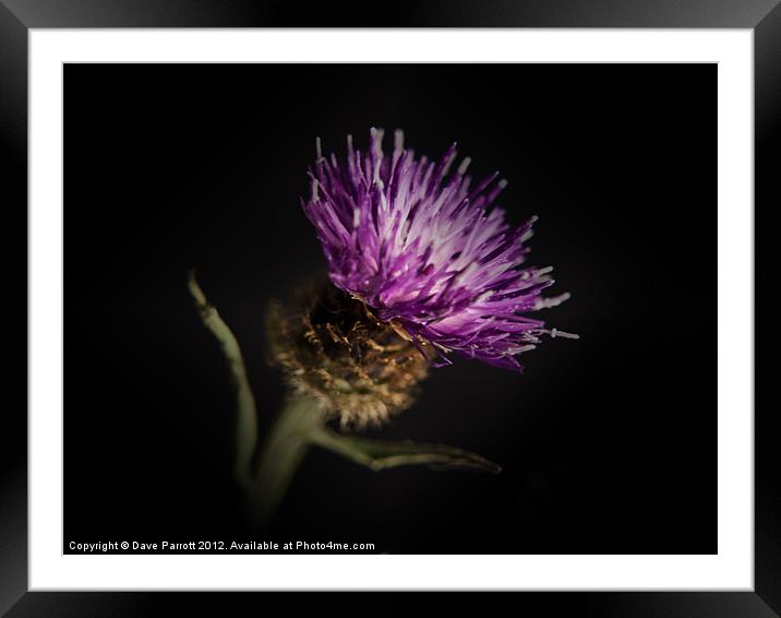 Thistle Portrait Framed Mounted Print by Daves Photography