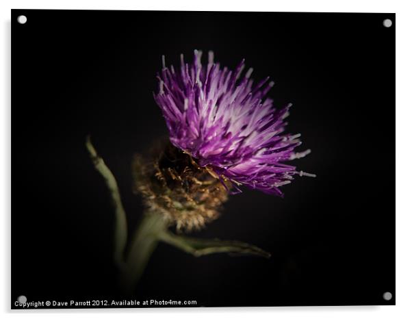 Thistle Portrait Acrylic by Daves Photography