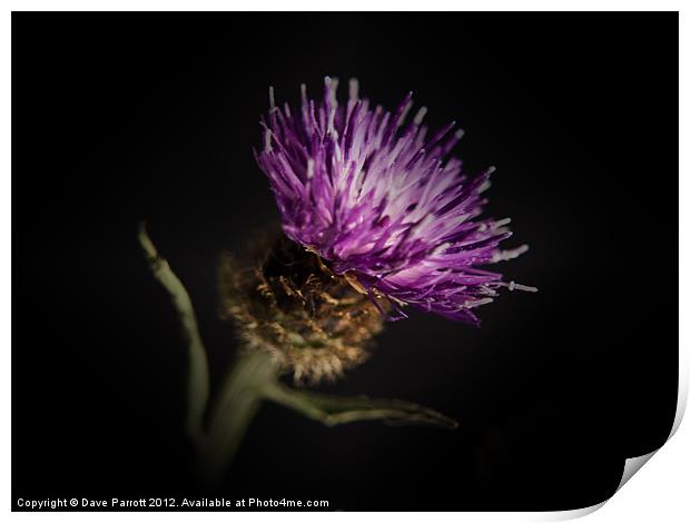 Thistle Portrait Print by Daves Photography