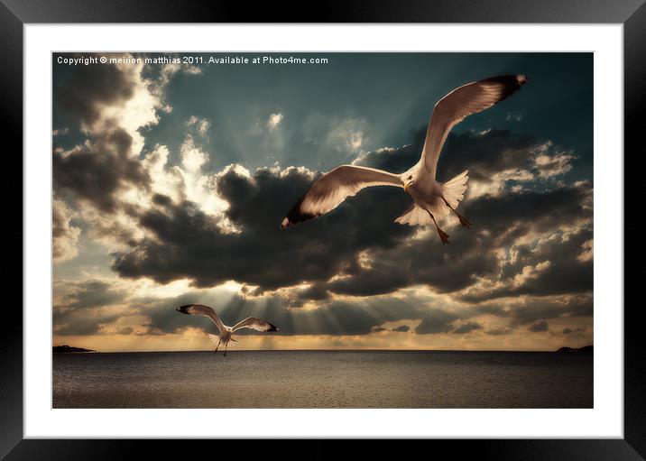 gulls in grunge style Framed Mounted Print by meirion matthias