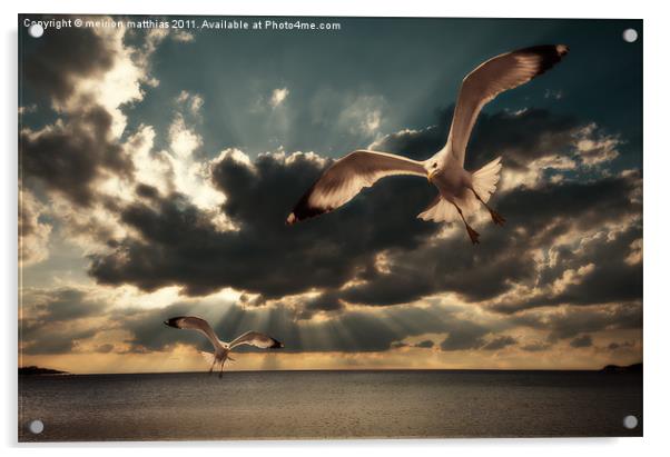 gulls in grunge style Acrylic by meirion matthias