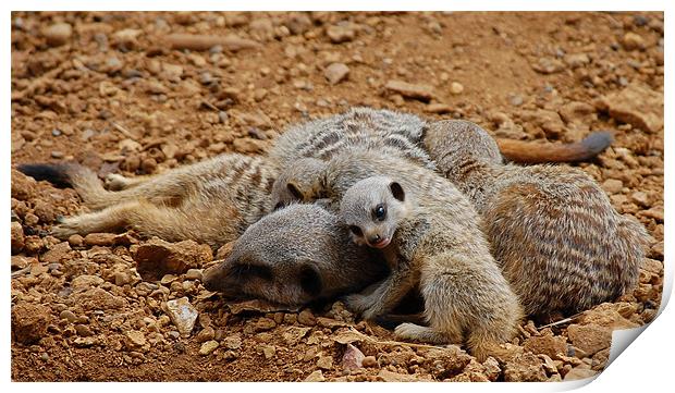 Meerkats Print by Chris Woodhouse