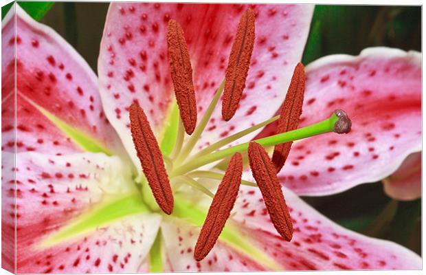 Pink Lily Canvas Print by Ankor Light