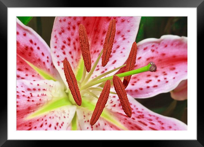 Pink Lily Framed Mounted Print by Ankor Light
