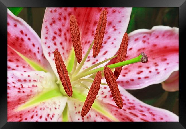 Pink Lily Framed Print by Ankor Light