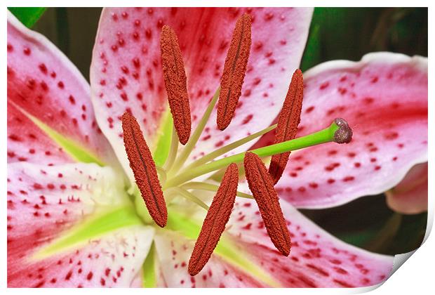 Pink Lily Print by Ankor Light