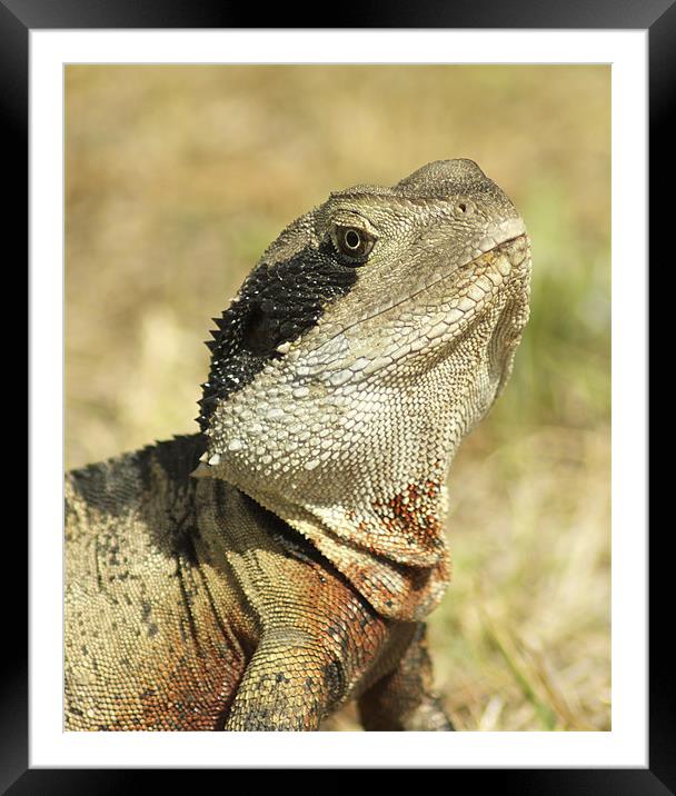 Portrait of a Dragon Framed Mounted Print by Sue Wotton