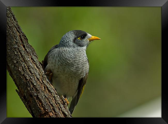 Australian Native (Noisy) Miner Framed Print by Sue Wotton