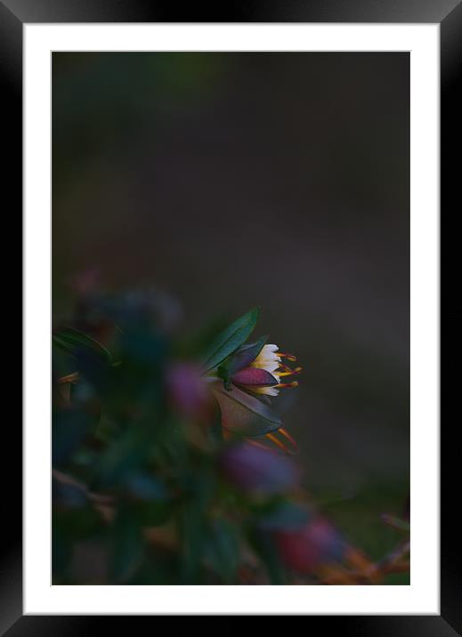 Tiny Flower Framed Mounted Print by Sue Wotton