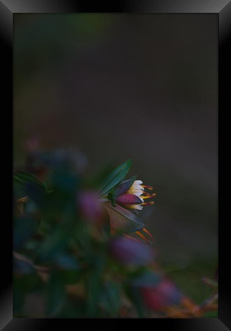 Tiny Flower Framed Print by Sue Wotton