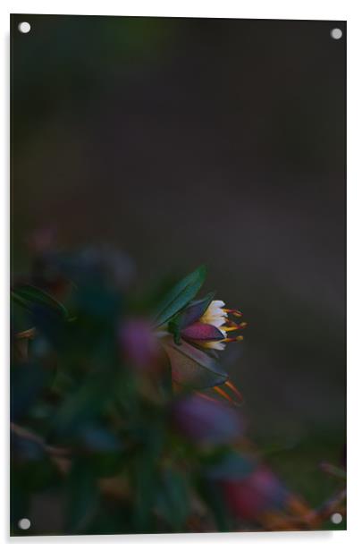 Tiny Flower Acrylic by Sue Wotton