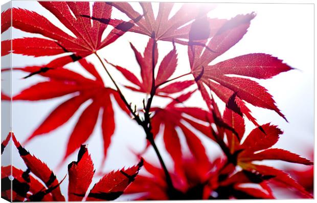 Acer#1 Canvas Print by Jamie Beck