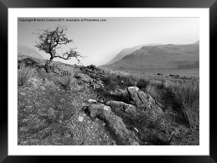 HAWTHORN AT CRUMMOCK Framed Mounted Print by Helen Cullens