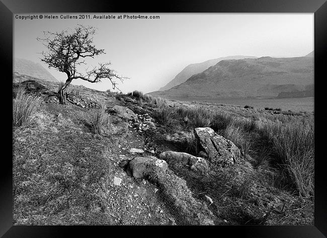 HAWTHORN AT CRUMMOCK Framed Print by Helen Cullens