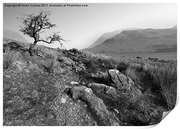 HAWTHORN AT CRUMMOCK Print by Helen Cullens
