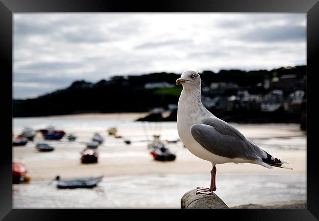 A Cornish Seagull Framed Print by Alastair Gentles