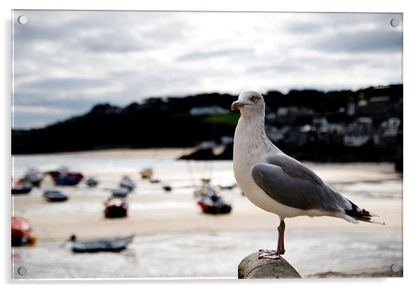 A Cornish Seagull Acrylic by Alastair Gentles