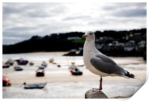 A Cornish Seagull Print by Alastair Gentles