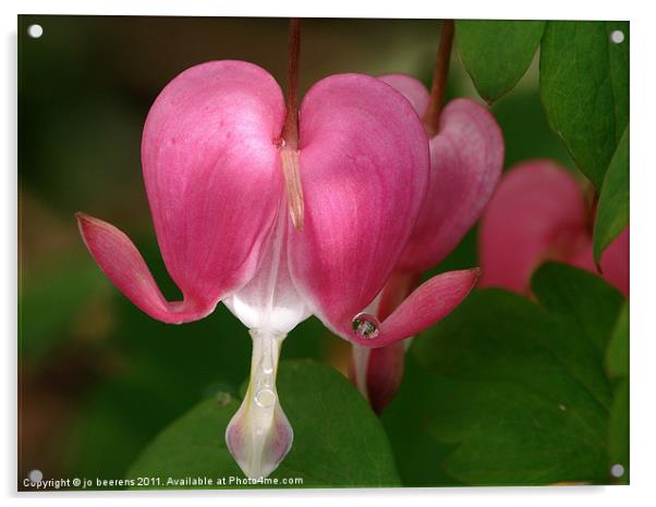 bleeding heart Acrylic by Jo Beerens