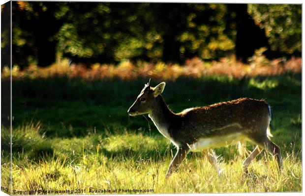 Young deer Canvas Print by Sean Wareing