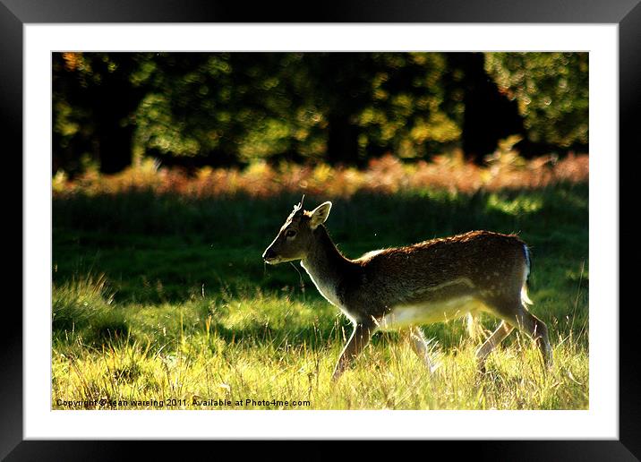 Young deer Framed Mounted Print by Sean Wareing