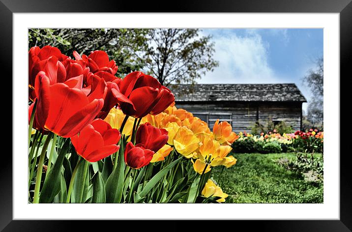 Red and Yellow Spring  Tulip flowers on a sunny da Framed Mounted Print by Elaine Manley