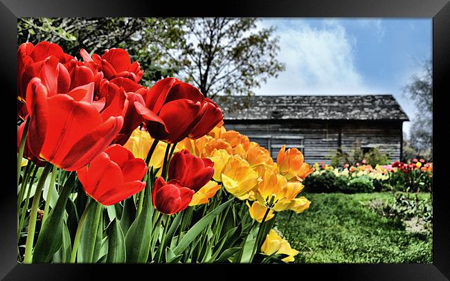 Red and Yellow Spring  Tulip flowers on a sunny da Framed Print by Elaine Manley