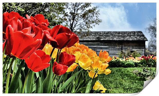Red and Yellow Spring  Tulip flowers on a sunny da Print by Elaine Manley