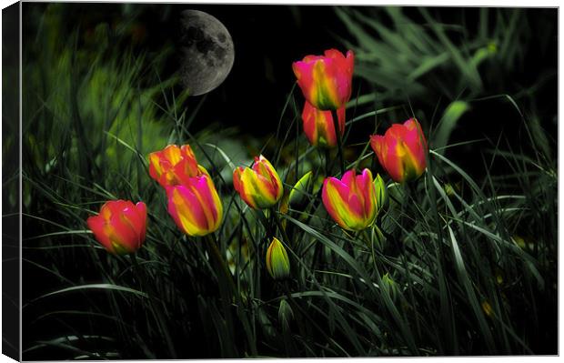 Night Spring Tulip flowers Canvas Print by Elaine Manley