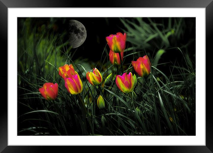 Night Spring Tulip flowers Framed Mounted Print by Elaine Manley