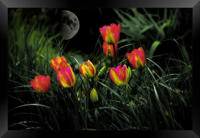 Night Spring Tulip flowers Framed Print by Elaine Manley