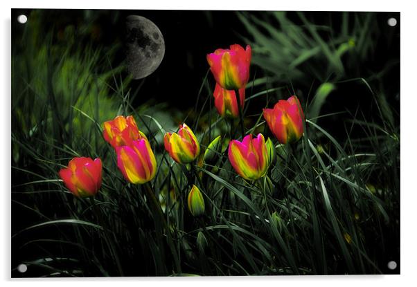 Night Spring Tulip flowers Acrylic by Elaine Manley