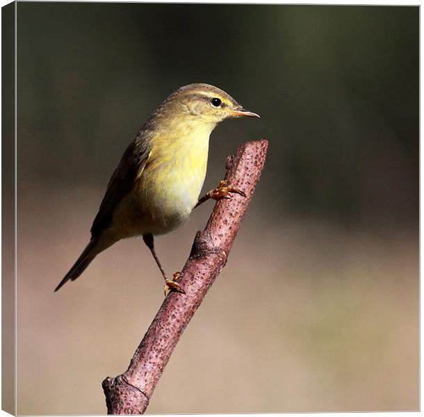 Willow Warbler Canvas Print by Grant Glendinning