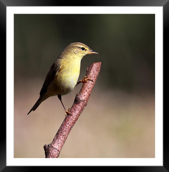 Willow Warbler Framed Mounted Print by Grant Glendinning