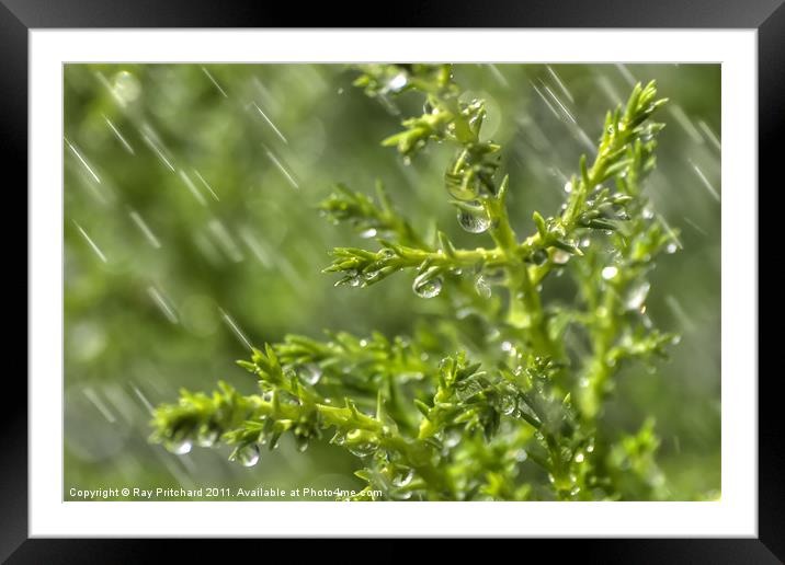 Conifer in the Rain Framed Mounted Print by Ray Pritchard