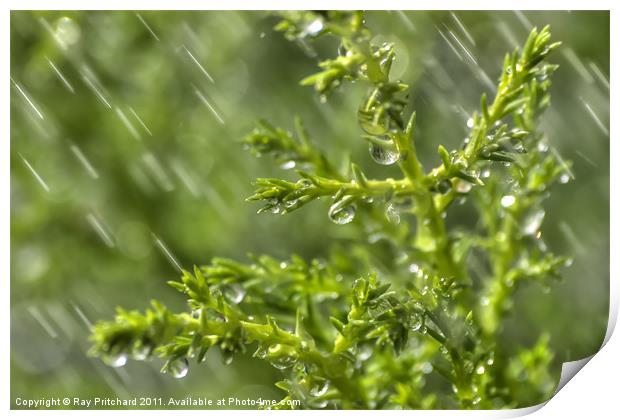 Conifer in the Rain Print by Ray Pritchard