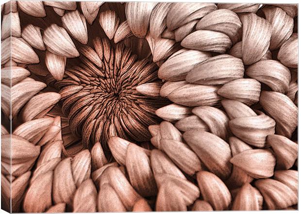 graphic chrysanthemum Canvas Print by Heather Newton