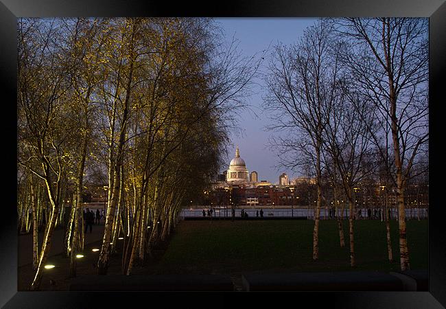 St Paul's with silver birches Framed Print by Gary Eason
