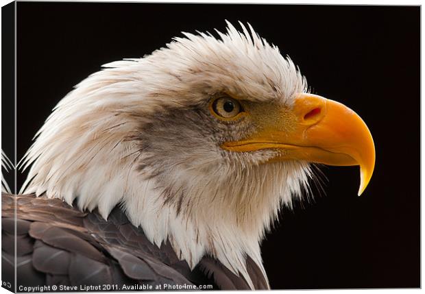 Bald Eagle (Haliaeetus leucocephalus) Canvas Print by Steve Liptrot