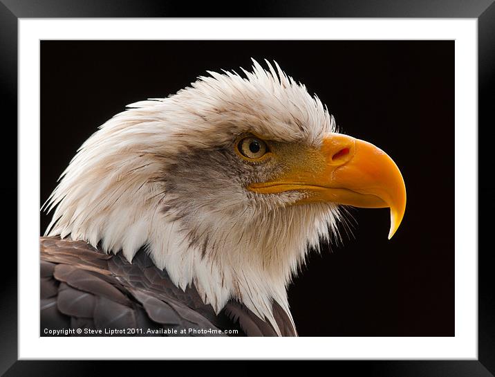 Bald Eagle (Haliaeetus leucocephalus) Framed Mounted Print by Steve Liptrot