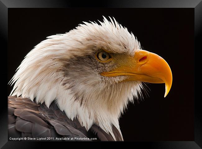 Bald Eagle (Haliaeetus leucocephalus) Framed Print by Steve Liptrot