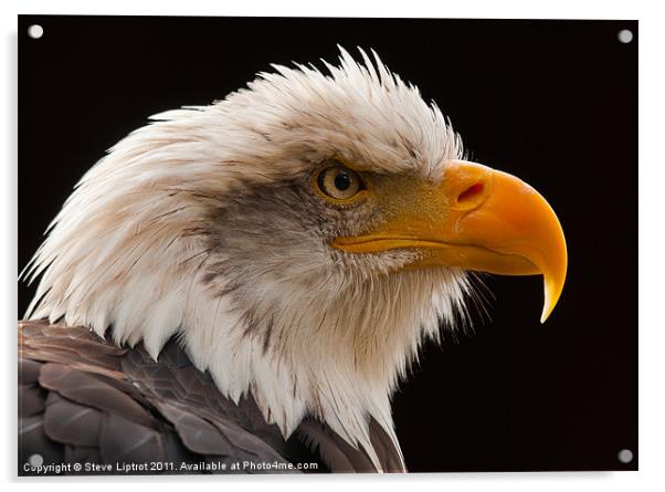 Bald Eagle (Haliaeetus leucocephalus) Acrylic by Steve Liptrot