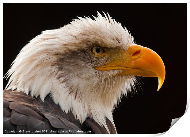 Bald Eagle (Haliaeetus leucocephalus) Print by Steve Liptrot