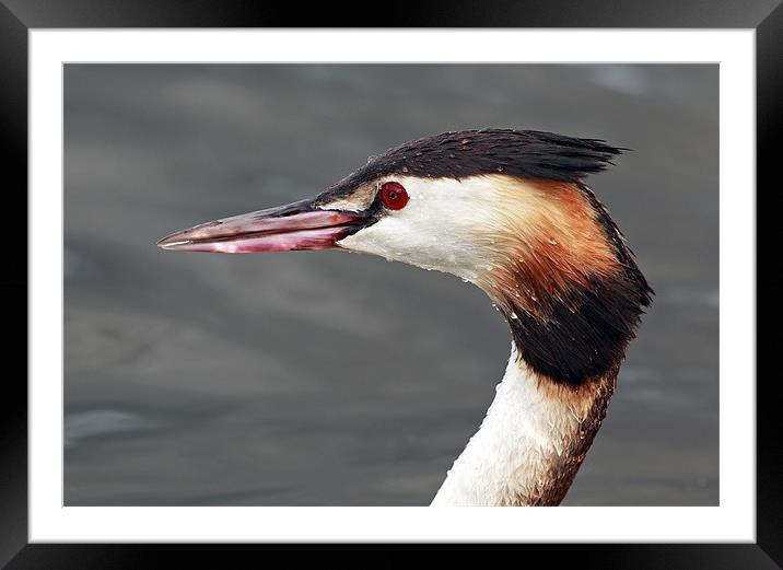 Great crested grebe Framed Mounted Print by Grant Glendinning