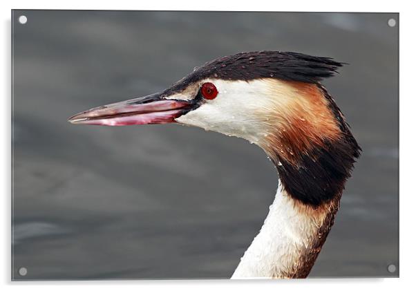 Great crested grebe Acrylic by Grant Glendinning
