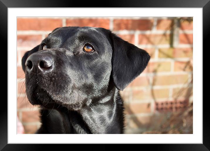 Labrador in the sun Framed Mounted Print by Simon Wrigglesworth